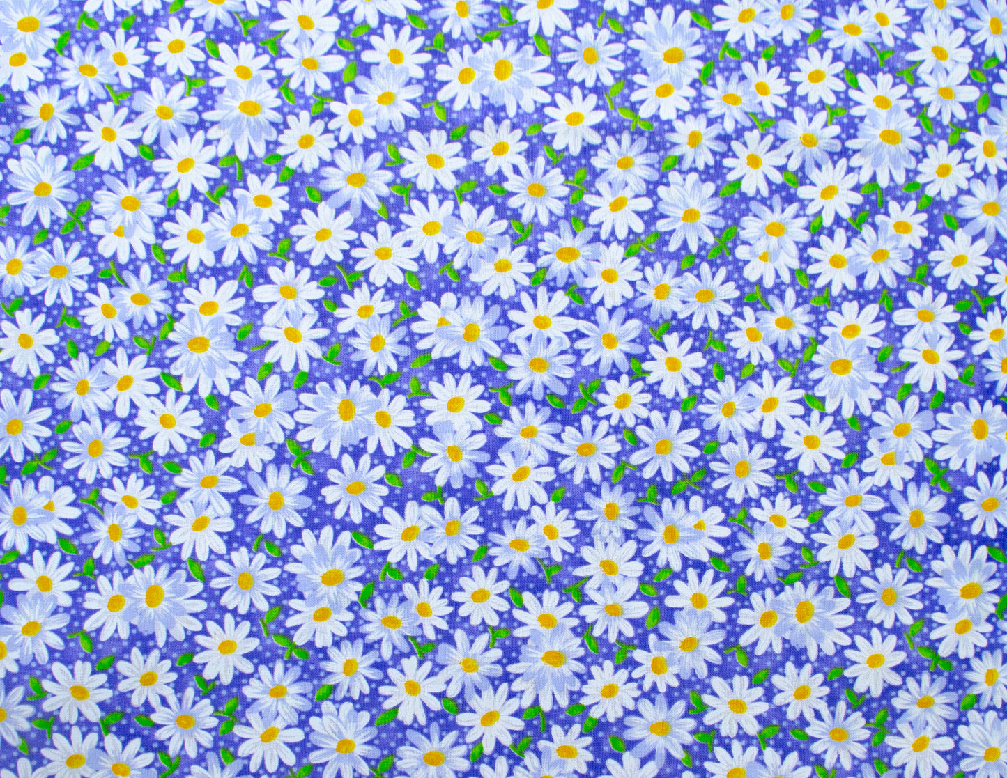 Purple Daisies (089)