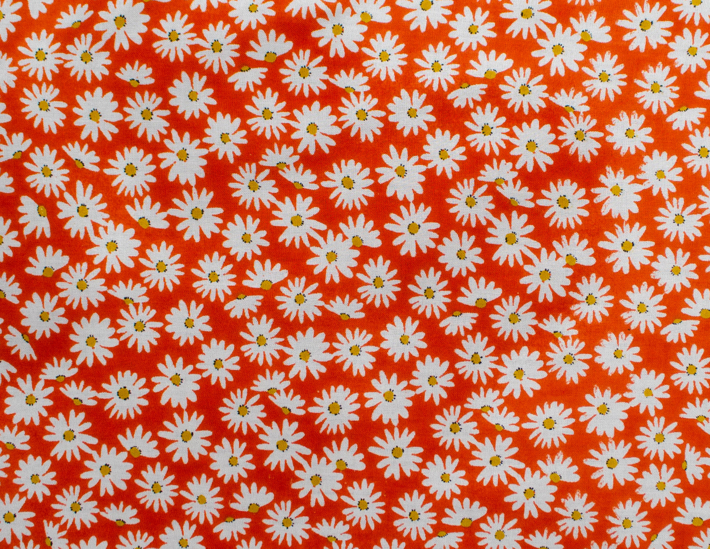 Orange and white Daisies (207)